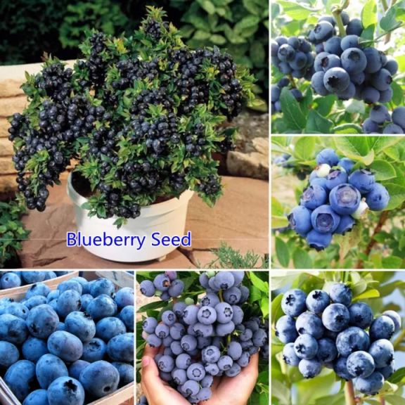 Guava Bonsai Tree At Best Price In New Delhi By Haryali | ID: 82986698