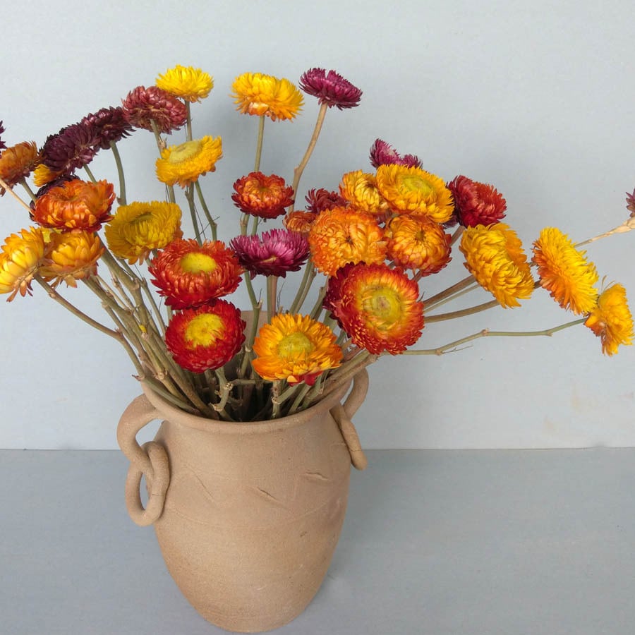 Buy Daisy Yunnan Natural Dried Flower Eternal Flower Family Art